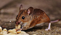 24 Hour & Emergency Exterminators in Biltmore Lake, NC